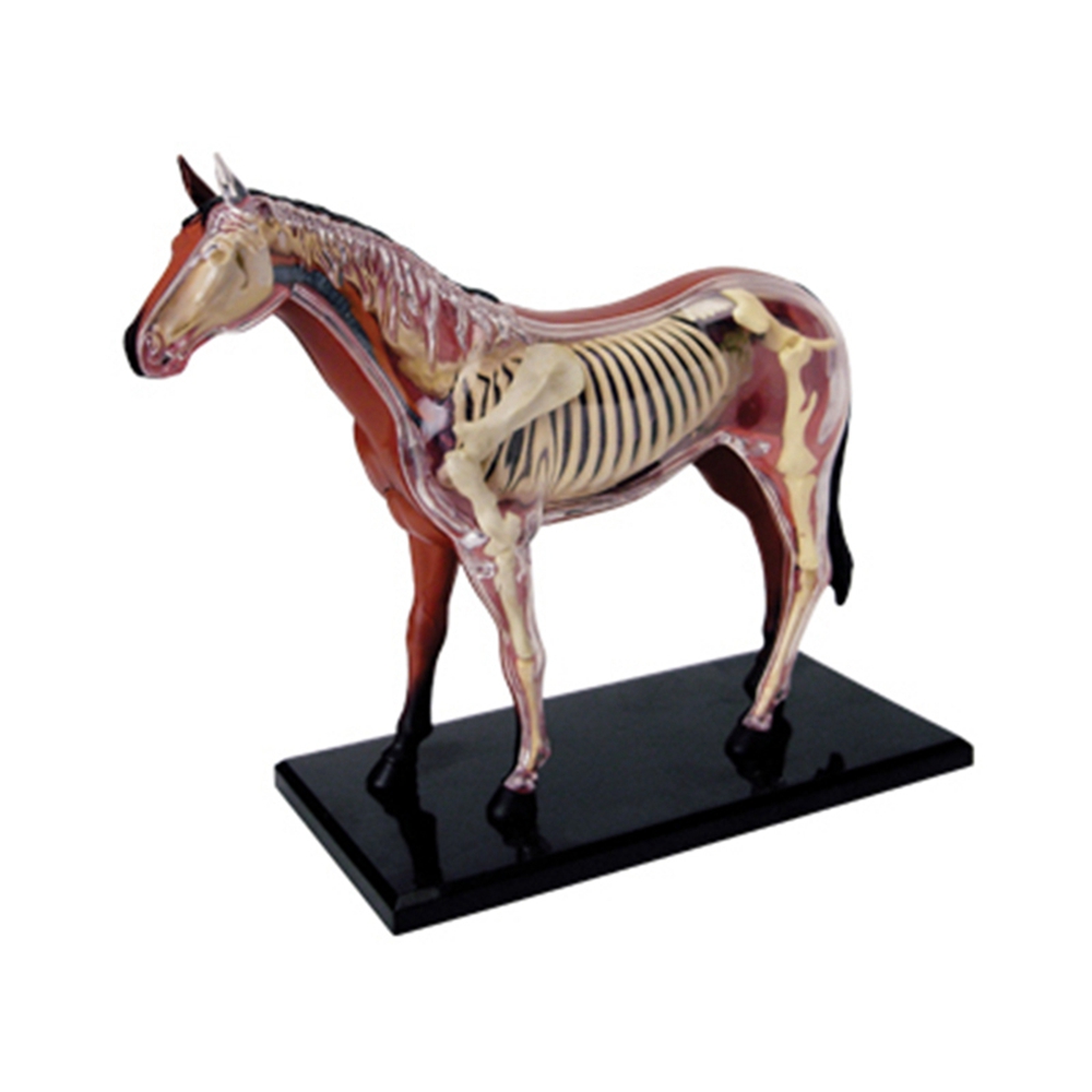 Animal Organ Anatomy Model 4D  - Science Toys incelemesi ve fiyatı