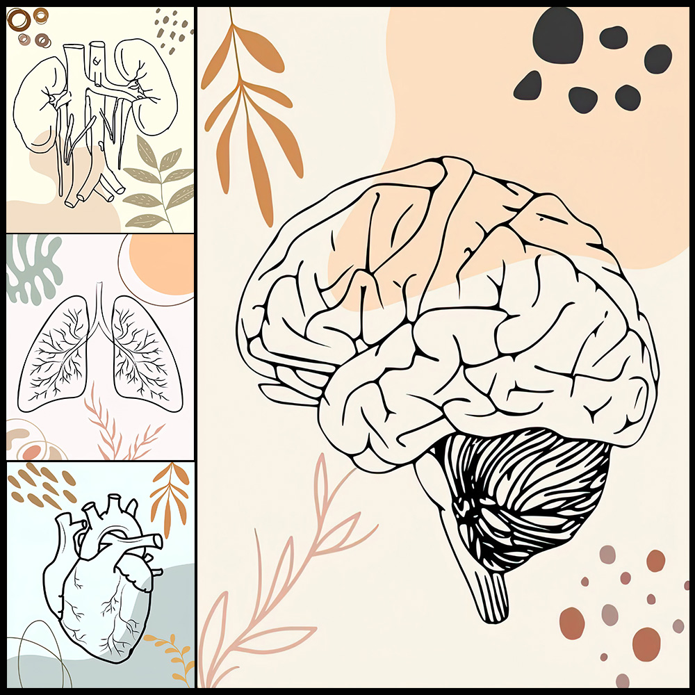 Human Anatomy Science Brain Nu - Science Nursery incelemesi ve fiyatı